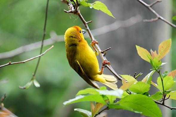 sample image
